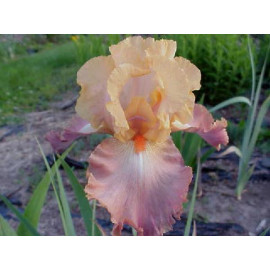 70. Лайф оф Рили