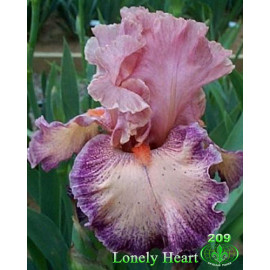 74. Лоунли Харт