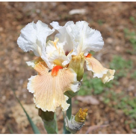 75. Майндс Ай