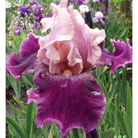 76. Марселла