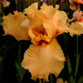 79. Монтевидео