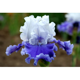 97. Сиерра Гранд