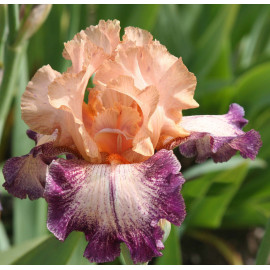 98. Сикрет Мелодии