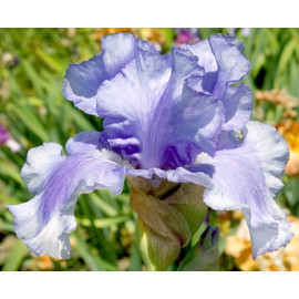 99. Скайуолкер