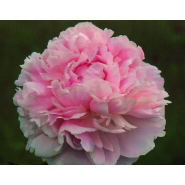 Флоренс Эллис