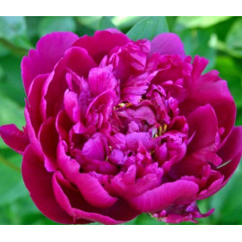 Авиатор Блерио