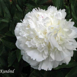 А.Е. Кундред