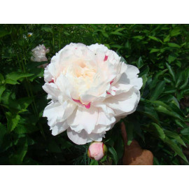 Алеша Попович